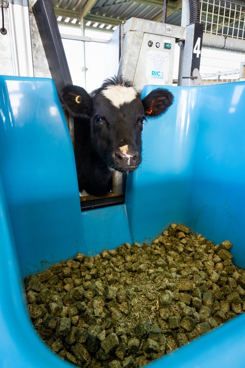 LIC Innovation Farm calf in Methane barn